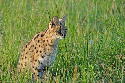 Serval (Leptailurus serval)Serval