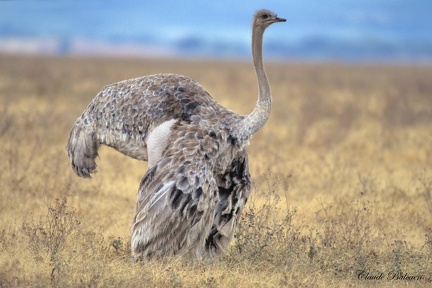 Autruche d'Afrique Struthio camelus - Common Ostrich