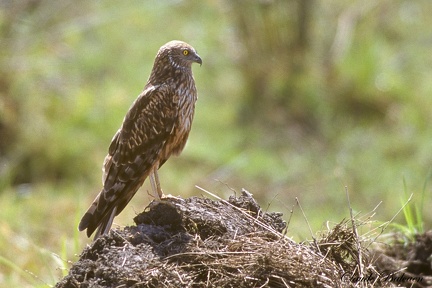 Busard pâle - Circus macrourus - Pallid Harrier