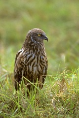 Busard pâle - Circus macrourus - Pallid Harrier