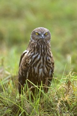 Busard pâle - Circus macrourus - Pallid Harrier