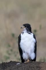 Buse augure - Buteo augur - Augur Buzzard