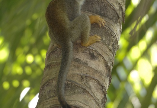 Saimiri écureuil (Saimiri sciureus)Common squirrel monkey
