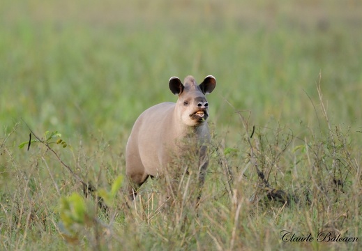 Tapir terrestre (Tapirus terrestris)Brazilian tapir