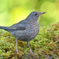 Merle noir - Turdus merula - Common Blackbird