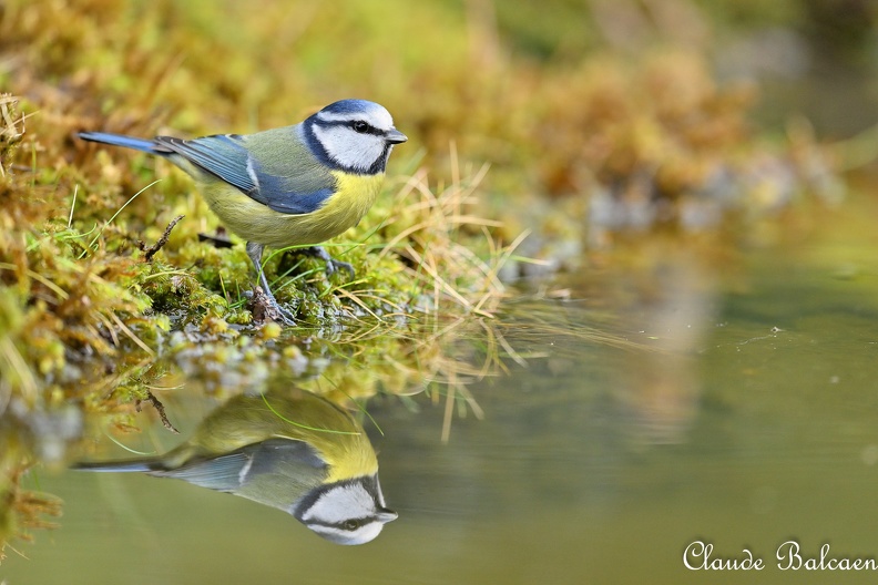 Mésange bleue - Cyanistes caeruleus - Eurasian Blue Tit.jpg