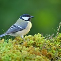 Mésange charbonniere - Parus major - Great Tit