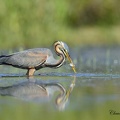 Héron pourpré Ardea purpurea - Purple Heron