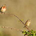 Linotte mélodieuse Linaria cannabina - Common Linnet