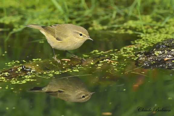 Pouillot véloce Phylloscopus collybita - Common Chiffchaff