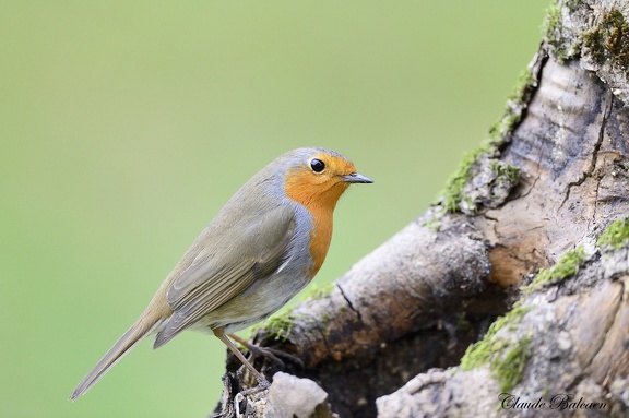 Rougegorge familier Erithacus rubecula - European Robin