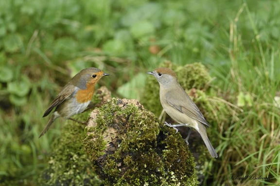 Rencontre Rougegorge familier Erithacus rubecula - European Robin et Fauvette à tête noire femelle  Sylvia atricapilla - Eurasian Blackcap