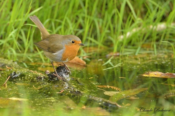 Rougegorge familier Erithacus rubecula - European Robin