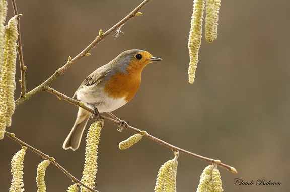 Rougegorge familier Erithacus rubecula - European Robin