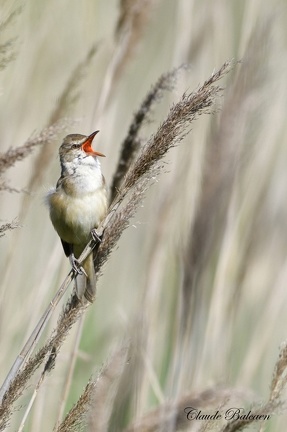 Rousserolle turdoïde Acrocephalus arundinaceus - Great Reed Warbler