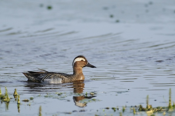 Sarcelle d'été Spatula querquedula - Garganey