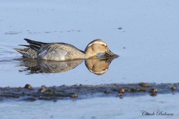 Sarcelle d'été Spatula querquedula - Garganey