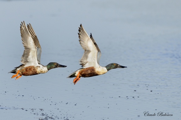 Canard souchet Spatula clypeata - Northern Shoveler