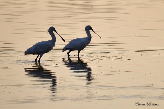 Spatule blanche Platalea leucorodia - Eurasian Spoonbill