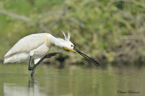 Spatule blanche Platalea leucorodia - Eurasian Spoonbill