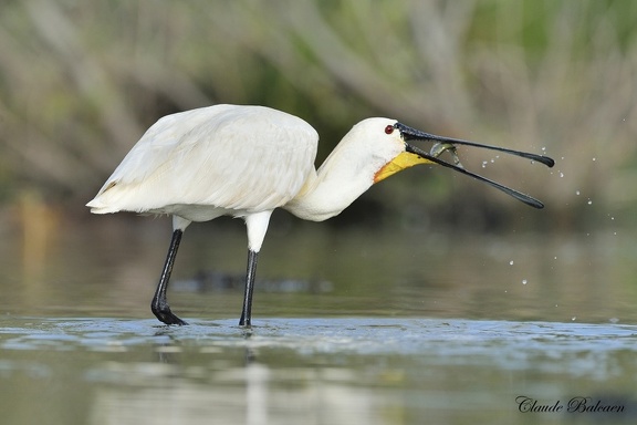 Spatule blanche Platalea leucorodia - Eurasian Spoonbill