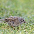 Accenteur mouchet Prunella modularis - Dunnock