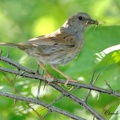 Accenteur mouchetAccenteur mouchet Prunella modularis - Dunnock