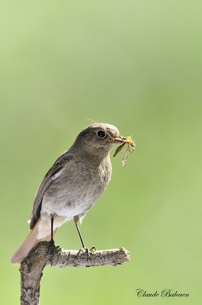 Rougequeue noir Phoenicurus ochruros - Black Redstart