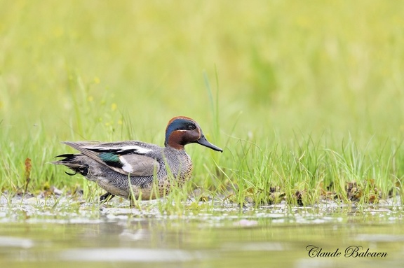 Sarcelle d'hiver Anas crecca - Eurasian Teal