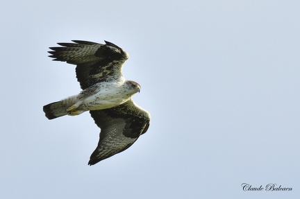 Aigle de Bonelli Aquila fasciata - Bonelli's Eagle