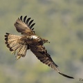 Aigle de Bonelli Aquila fasciata - Bonelli's Eagle