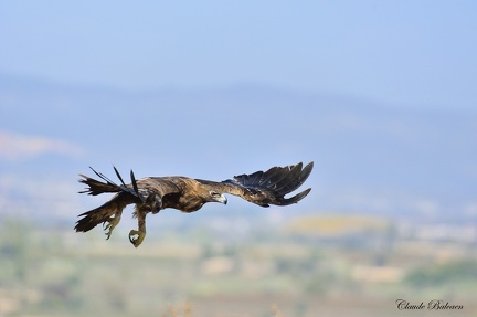 Aigle royal Aquila chrysaetos - Golden Eagle