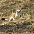 Hermine - Mustela erminea  -  Ermine