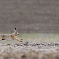 Lièvre d'Europe - Lepus europaeus - European Hare