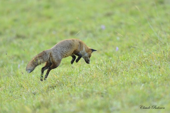 Renard roux - Vulpes vulpes - Red Fox