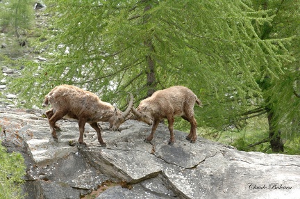 Bouquetin  des Alpes - Capra ibex - Alpine Ibex