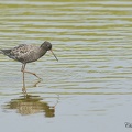 Chevalier arlequin - Tringa erythropus - Spotted Redshank