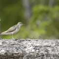 Chevalier culblanc - Tringa ochropus - Green Sandpiper