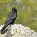 Chocard a bec jaune - Pyrrhocarax graculus - Yellow-billed Chough