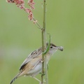 Cisticole des joncs - Cisticola juncidis - Zitting Cisticola