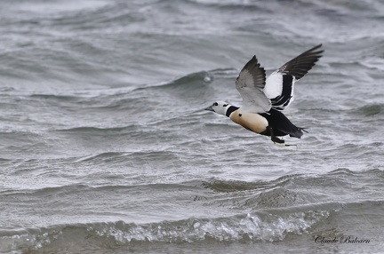 Eider de steller - Polysticta stelleri - Steller'Eider