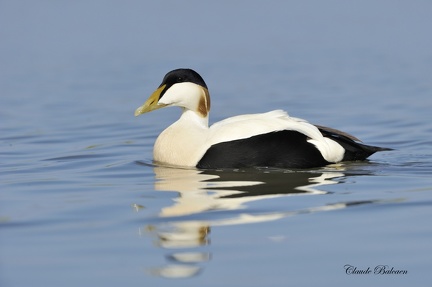 Eider à duvet - Somateria mollissima - Common Eider