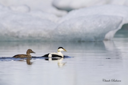 Eider à duvet - Somateria mollissima - Common Eider