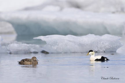 Eider à duvet - Somateria mollissima - Common Eider