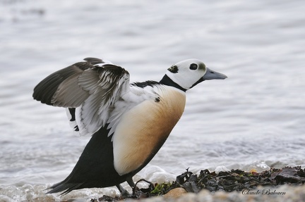 Eider de steller - Polysticta stelleri - Steller'Eider