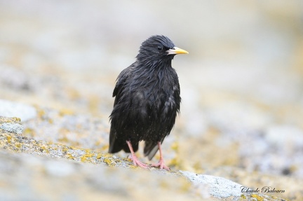 Etourneau unicolore - Sturnus unicolor - Spotless Starling