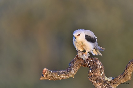 Elanion blanc - Elanus caeruleus - Black-winged Kite