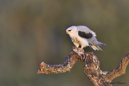 Elanion blanc - Elanus caeruleus - Black-winged Kite