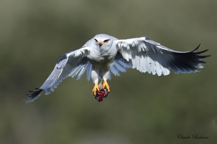 Elanion blanc - Elanus caeruleus - Black-winged Kite