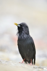 Etourneau unicolore - Sturnus unicolor - Spotless Starling